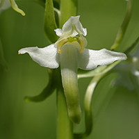 Platanthera chlorantha